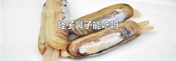 蛏子鼻子能吃吗
