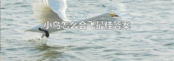 小鸟怎么会飞最佳答案