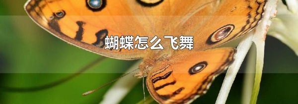 蝴蝶怎么飞舞