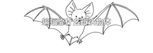 蝙蝠靠什么辨认物体