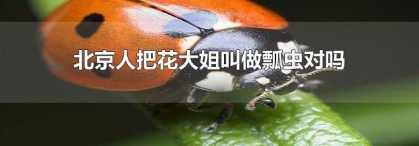 北京人把花大姐叫做瓢虫对吗