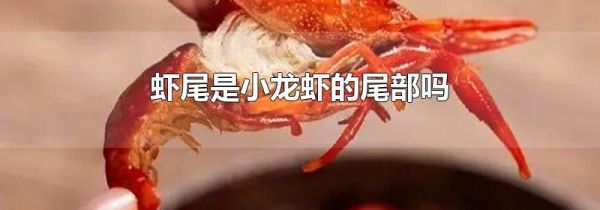 虾尾是小龙虾的尾部吗