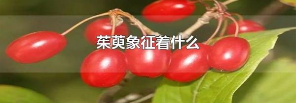 茱萸象征着什么