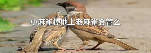 小麻雀掉地上老麻雀会管么