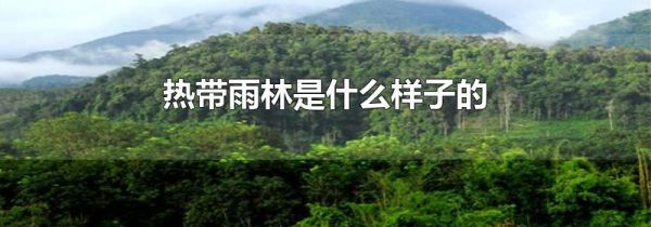 热带雨林是什么样子的