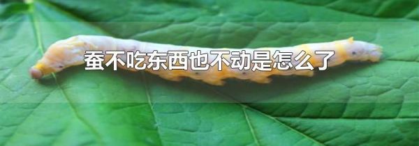 蚕不吃东西也不动是怎么了