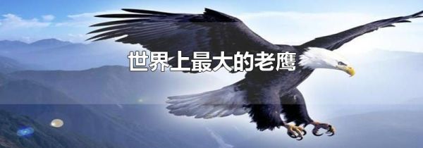 世界上最大的老鹰