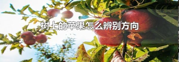 树上的苹果怎么辨别方向