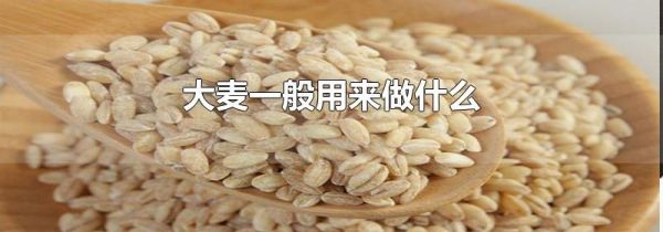 大麦一般用来做什么