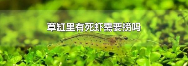 草缸里有死虾需要捞吗