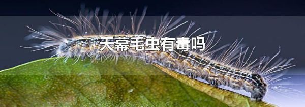 天幕毛虫有毒吗