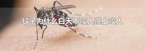 蚊子为什么白天不咬人晚上咬人