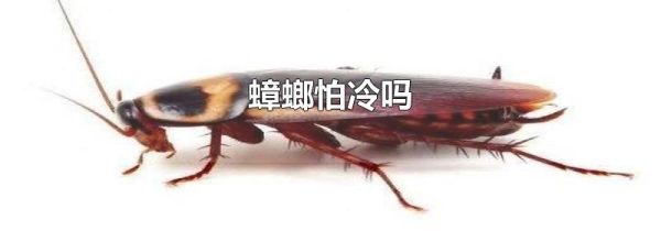 蟑螂怕冷吗