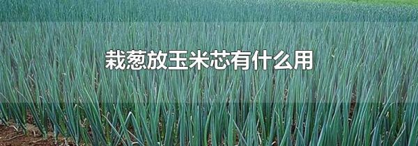 栽葱放玉米芯有什么用