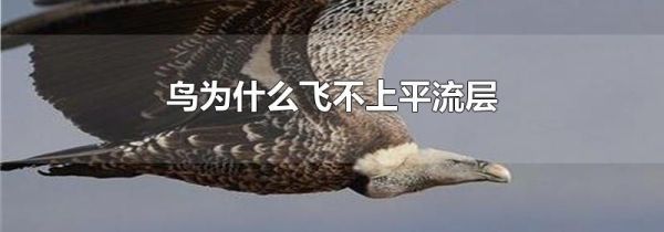 鸟为什么飞不上平流层