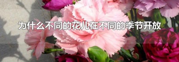 为什么不同的花儿在不同的季节开放