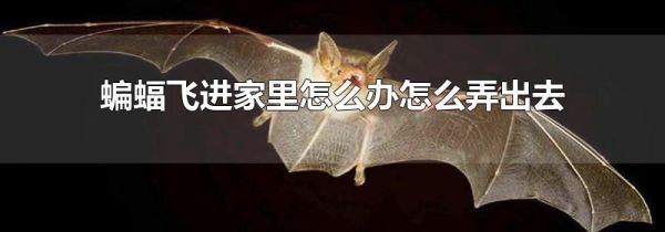 蝙蝠飞进家里怎么办怎么弄出去