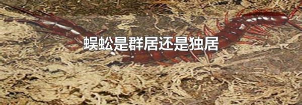 蜈蚣是群居还是独居