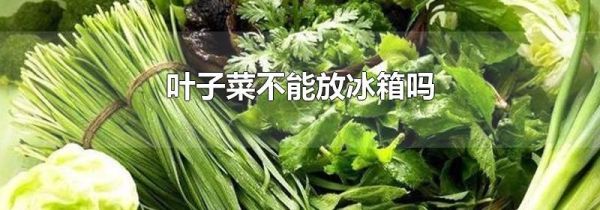 叶子菜不能放冰箱吗