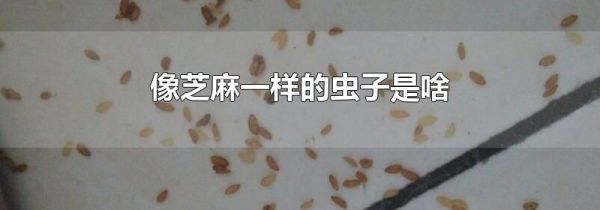 像芝麻一样的虫子是啥