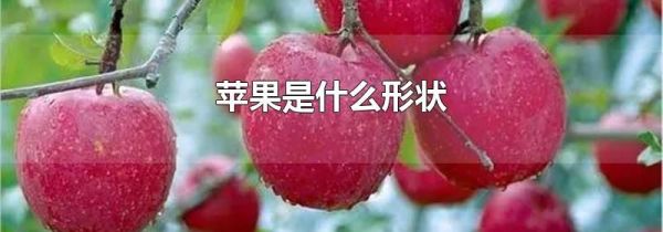 苹果是什么形状