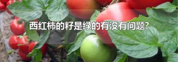 西红柿的籽是绿的有没有问题?
