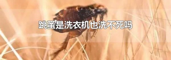 跳蚤是洗衣机也洗不死吗
