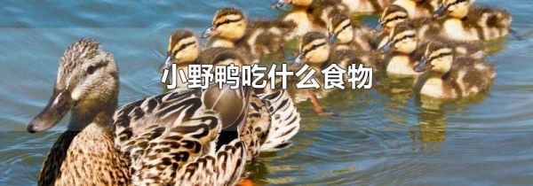 小野鸭吃什么食物