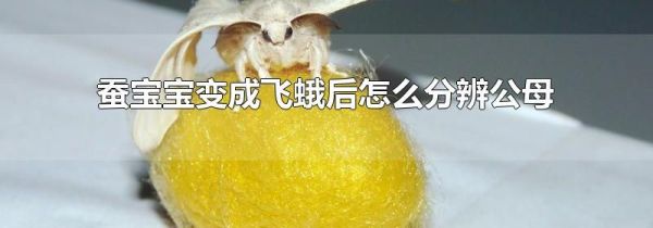 蚕宝宝变成飞蛾后怎么分辨公母