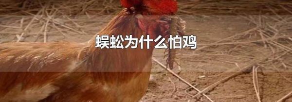 蜈蚣为什么怕鸡
