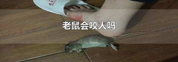 老鼠会咬人吗