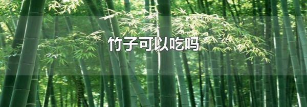 竹子可以吃吗