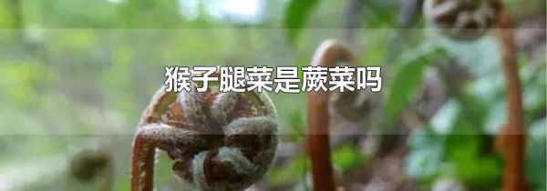 猴子腿菜是蕨菜吗