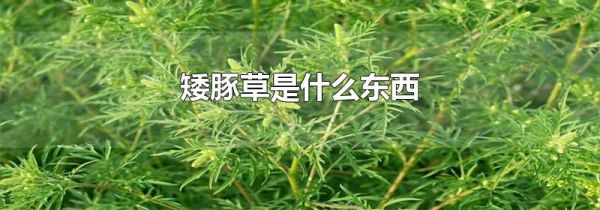 矮豚草是什么东西