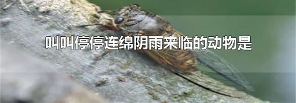 叫叫停停连绵阴雨来临的动物是