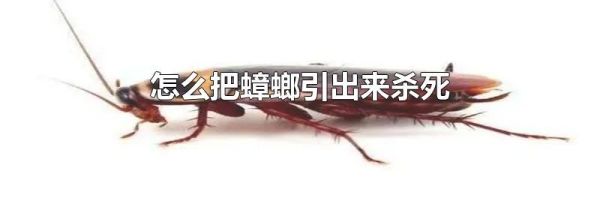 怎么把蟑螂引出来杀死