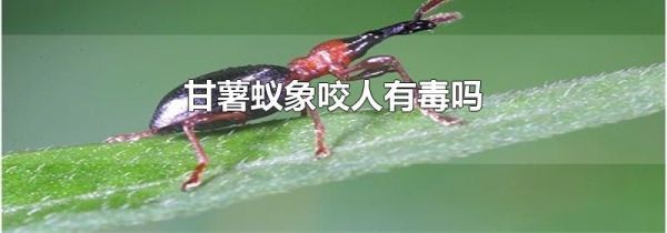 甘薯蚁象咬人有毒吗