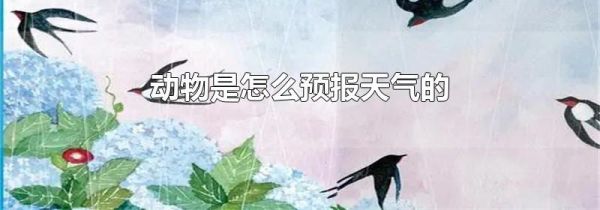 动物是怎么预报天气的