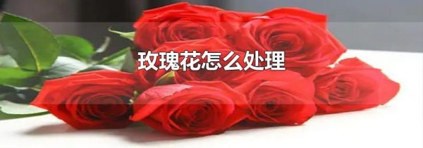 玫瑰花怎么处理