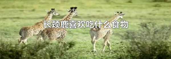 长颈鹿喜欢吃什么食物