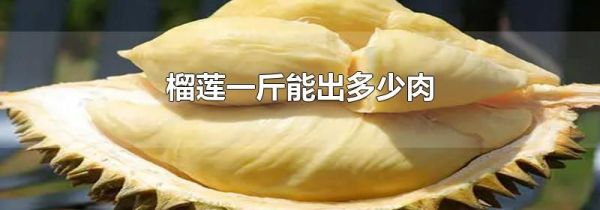 榴莲一斤能出多少肉