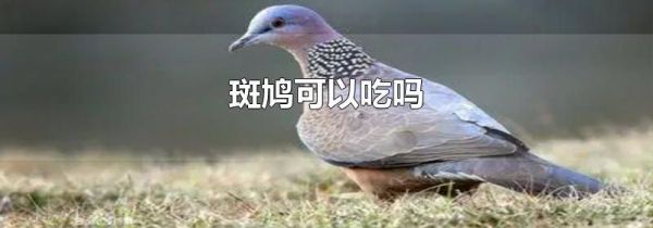 斑鸠可以吃吗