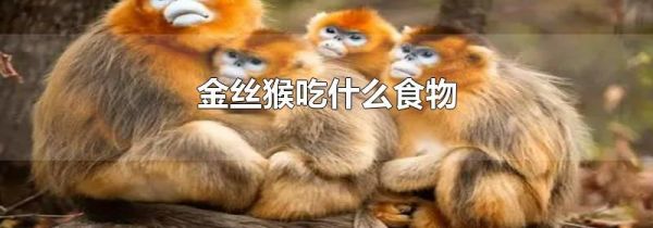 金丝猴吃什么食物
