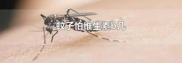 蚊子怕维生素b几