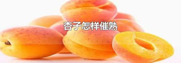 杏子怎样催熟