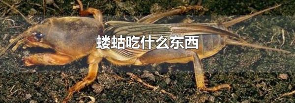 蝼蛄吃什么东西