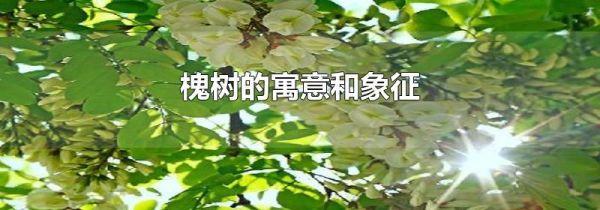 槐树的寓意和象征