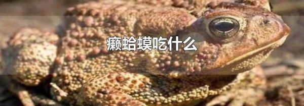 癞蛤蟆吃什么