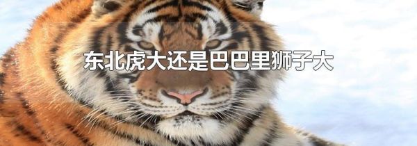 东北虎大还是巴巴里狮子大