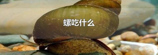 螺吃什么